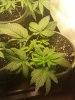 kushage.jpg