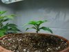 bc-veg-17-s.jpg