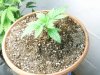 bc-veg-17-t.jpg