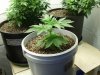 bc-veg-27-s.jpg