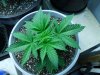 bc-veg-27-t.jpg