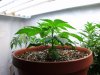 pt13-fm-veg22-s.jpg