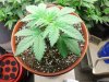 pt13-fm-veg22-t.jpg