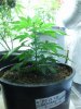 pt13-fm-veg32-s.jpg
