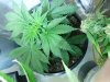 pt13-fm-veg32-t.jpg