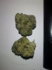 ogkushsample_c.jpg