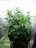 gdp-kc-02.jpg