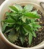 ss.2012-04-24.plant.jpg ss.2012-04-24.plant.jpg