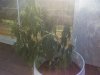 0720071838.jpg
