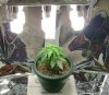 mygrowroom.jpg