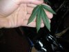 DSCN0710.jpg