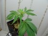 DSC00467.jpg