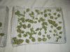 2008_0821Harvest0008.jpg