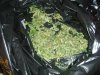 2008_0821Harvest0011.jpg