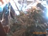 plant 006.jpg