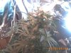 plant 007.jpg