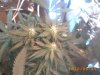 plant 008.jpg