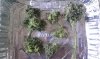 thegrow0099.jpg