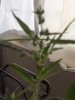 MALE FLOWER.jpg