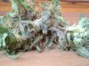 plants 018.jpg