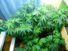 04 25 DQ and Sour Kush getting staged.jpg