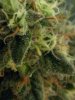 purple pistil preharvest.jpg purple pistil preharvest.jpg
