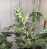 FLOWER 49.jpg