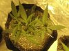 week day 9 008.jpg week day 9 008.jpg