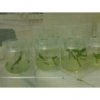 half ass tissue cultures.jpg
