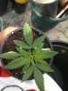 IMG072.jpg