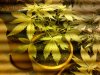 SDG day 23 seed, 5 Flowering.jpg
