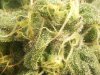 PW macro week 6 flower.jpg