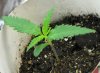 6_WEEK_marijuana_seedling.jpg 6_WEEK_marijuana_seedling.jpg
