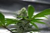 bluecheese-caligrower619.jpg