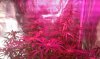 thegrow0101.jpg