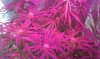 thegrow0102.jpg