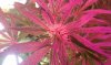thegrow0103.jpg