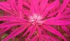 thegrow0104.jpg
