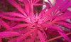 thegrow0105.jpg