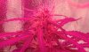 thegrow0106.jpg