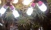 thegrow0107.jpg