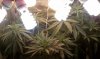 thegrow0108.jpg