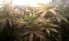 thegrow0109.jpg