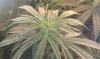 thegrow0110.jpg