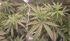 thegrow0111.jpg