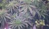 thegrow0112.jpg