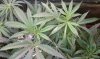 thegrow0113.jpg