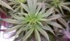 thegrow0114.jpg