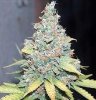 pyramid_seeds_wembley.jpg pyramid_seeds_wembley.jpg