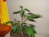 DSC02542.jpg